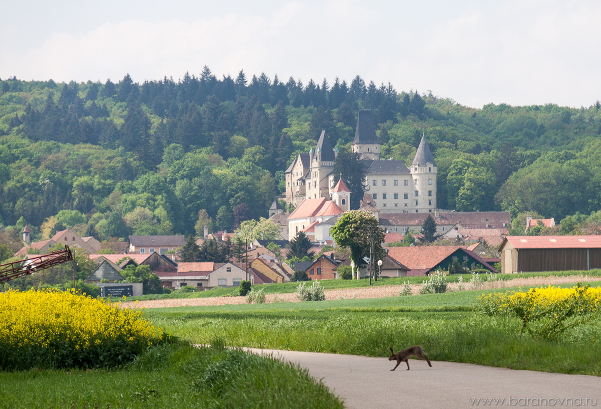 Maissau